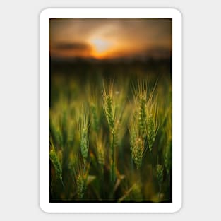 Wheat field at sunset, sun in the frame Sticker